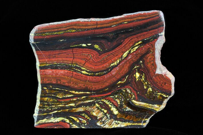 Polished Tiger Iron Stromatolite - ( Billion Years) #75819